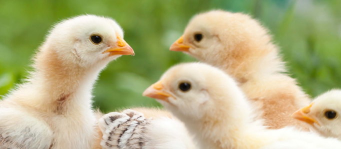 poultry-management-software