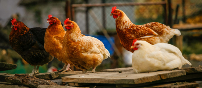 poultry erp software